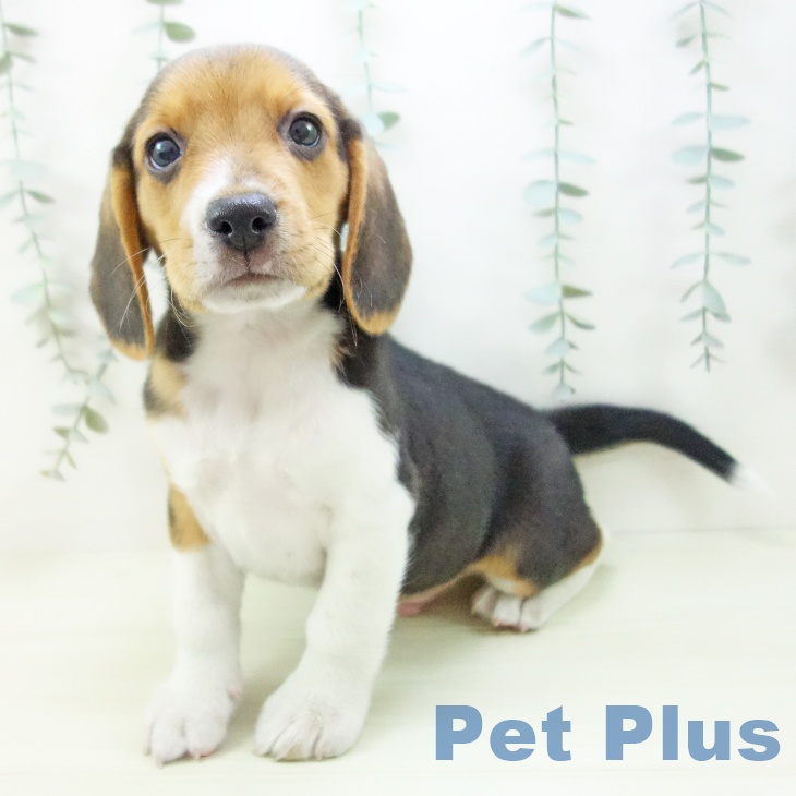 ビーグルの写真2