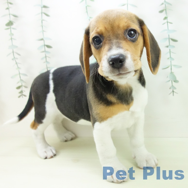 ビーグルの写真2