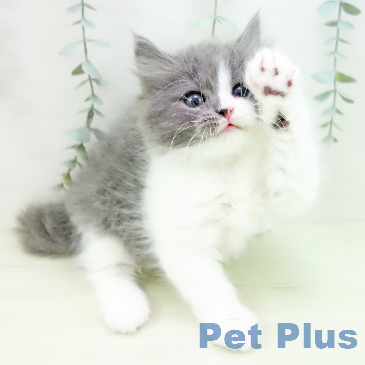 スコティッシュフォールドの写真2