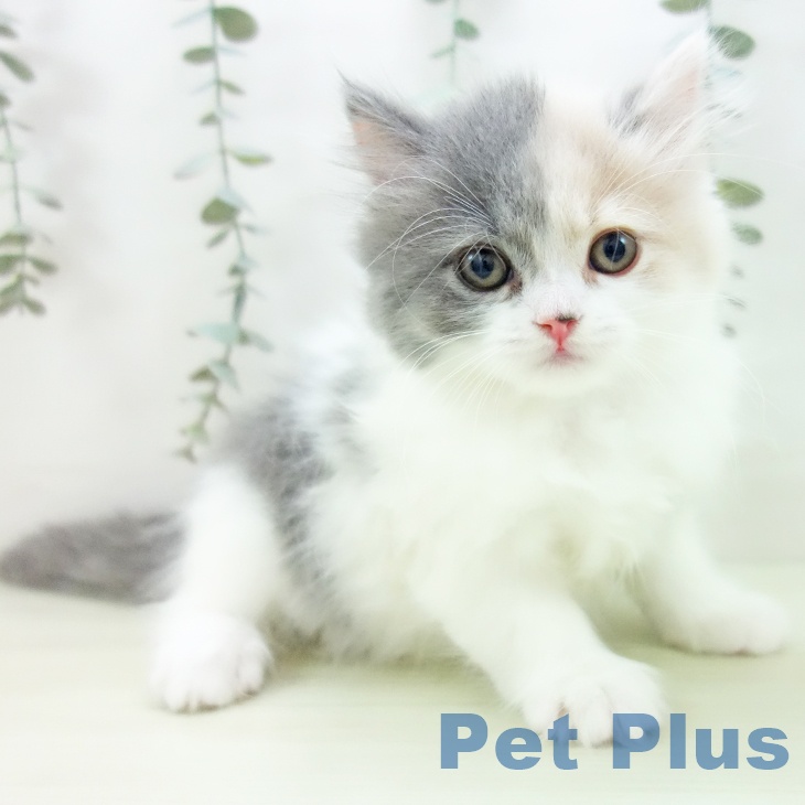 スコティッシュフォールド