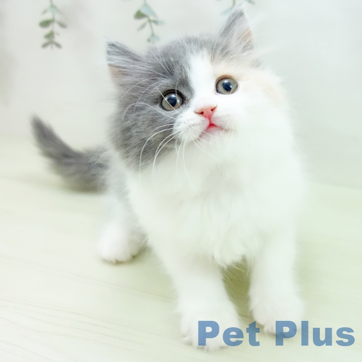 スコティッシュフォールド