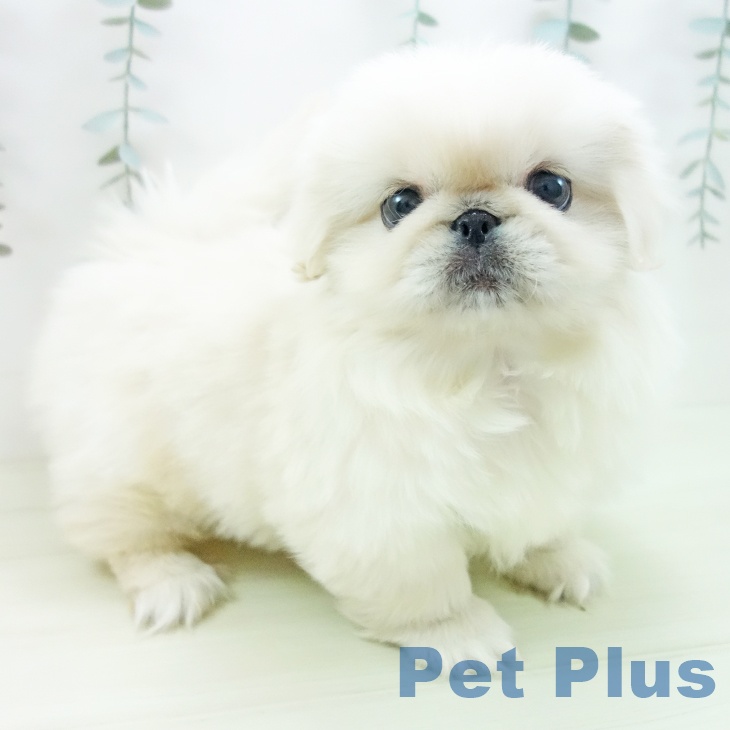 ペキニーズの写真2