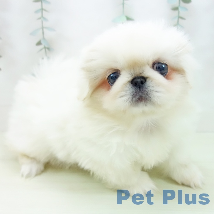 石川県のペキニーズ (ペットプラス 白山店/2025年12月24日生まれ/女の子/クリーム)の子犬の1枚目の画像