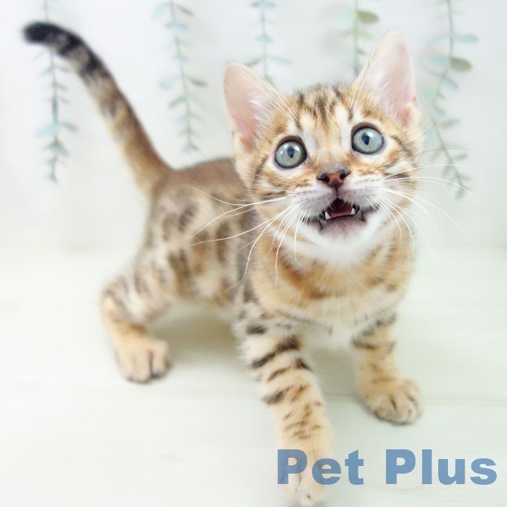 ベンガルの写真2