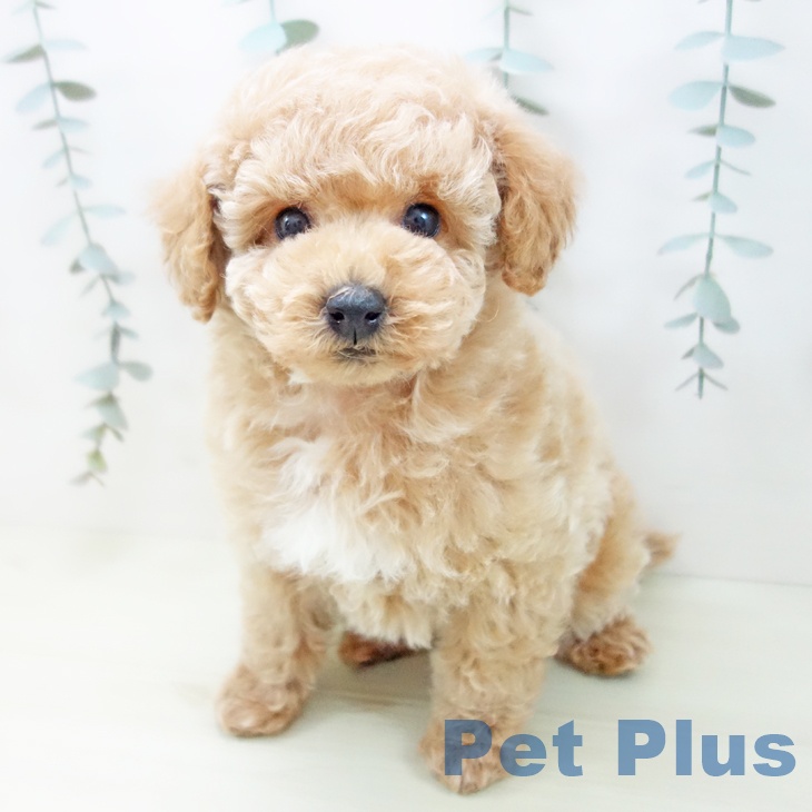愛知県のトイプードル(トイ) (ペットプラス 豊田店/2025年12月15日生まれ/男の子/アプリコット)の子犬