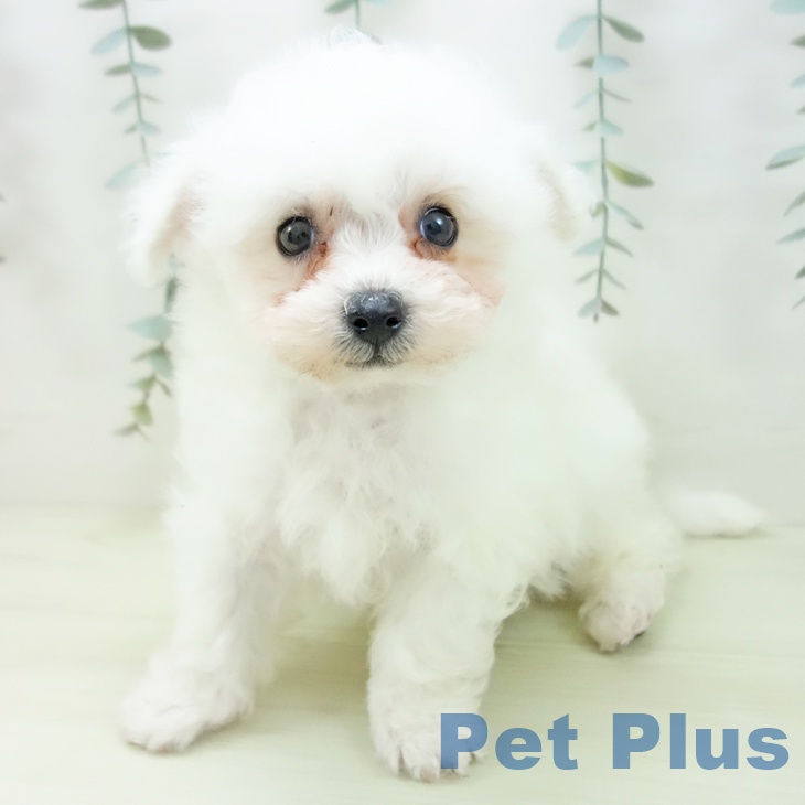 ビション・フリーゼ