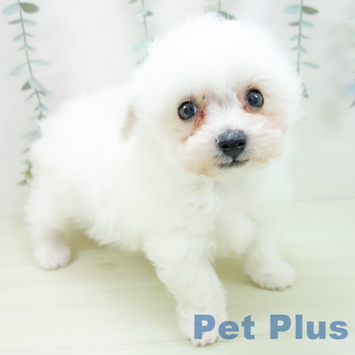 ビション・フリーゼ