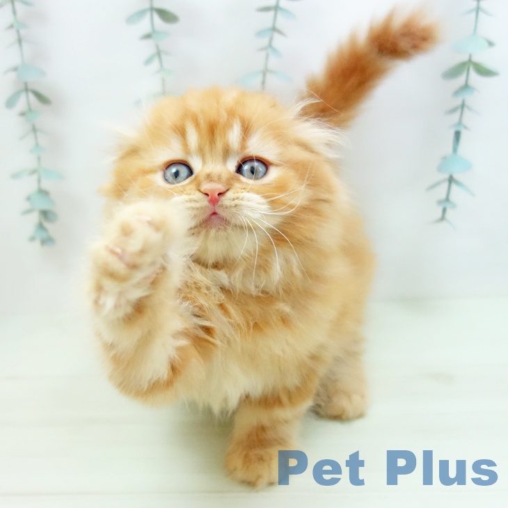 スコティッシュフォールドの写真2