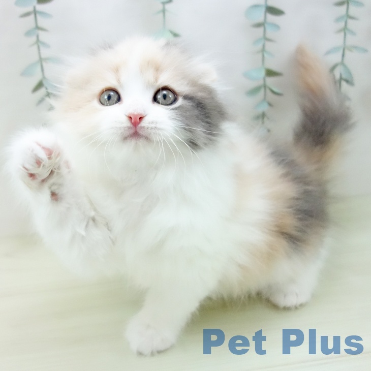 スコティッシュフォールドの写真2