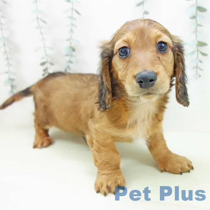 ミニチュア・ダックスフンド