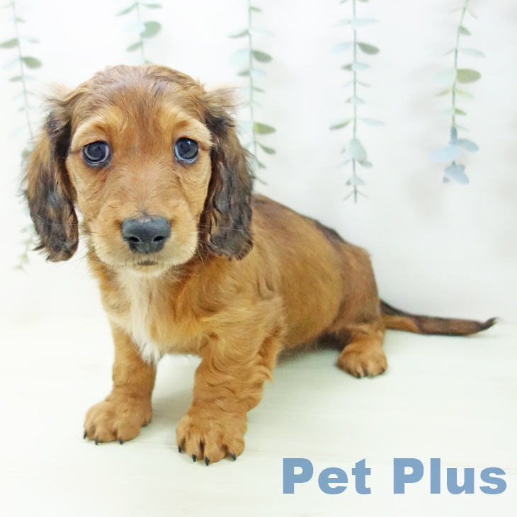 ミニチュア・ダックスフンド