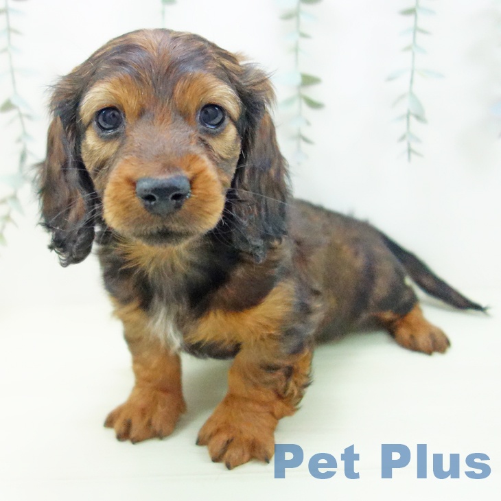 ミニチュア・ダックスフンドの写真2