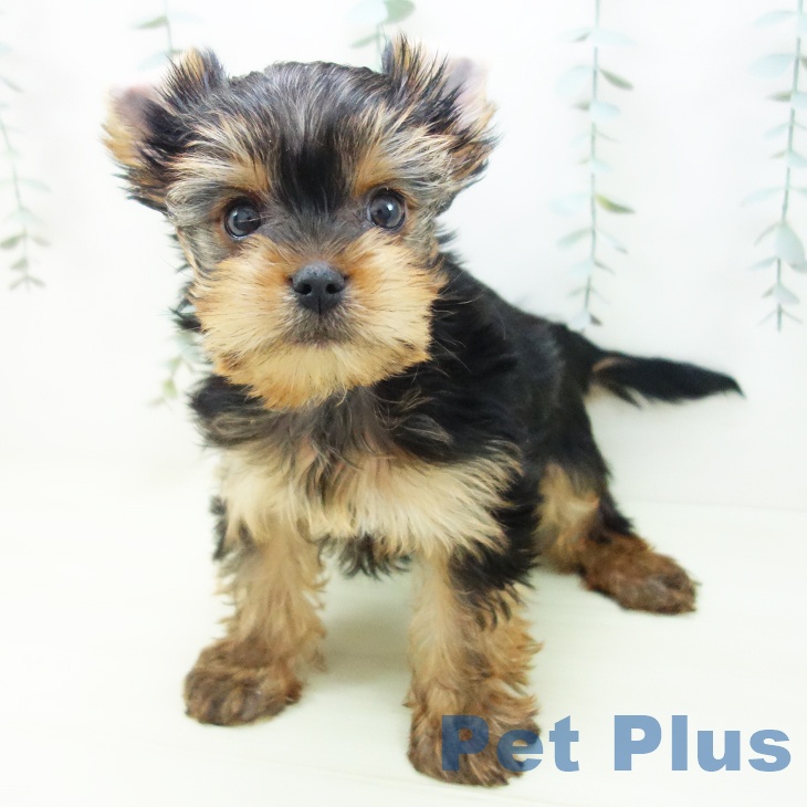 ヨークシャー・テリアの写真2