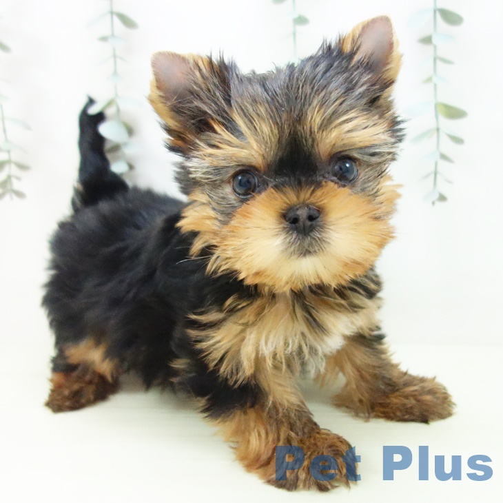 ヨークシャー・テリア