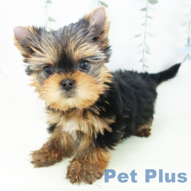 ヨークシャー・テリア