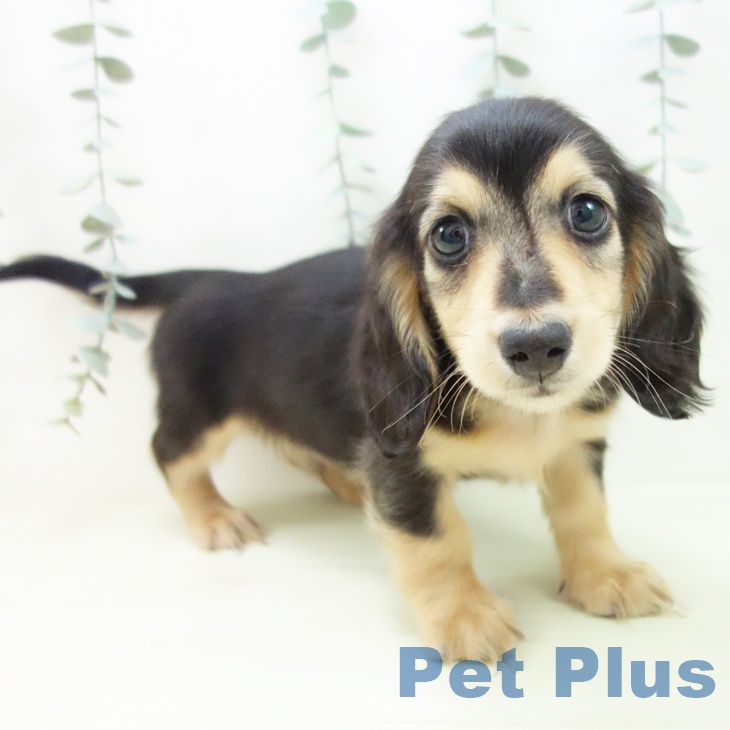 富山県のミニチュアダックスフンド(ロング) (ペットプラス 高岡店/2025年12月25日生まれ/男の子/ブラックタン)の子犬の1枚目の画像