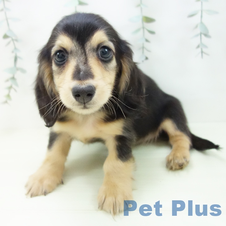 富山県のミニチュアダックスフンド(ロング) (ペットプラス 高岡店/2025年12月25日生まれ/男の子/ブラックタン)の子犬の2枚目の画像