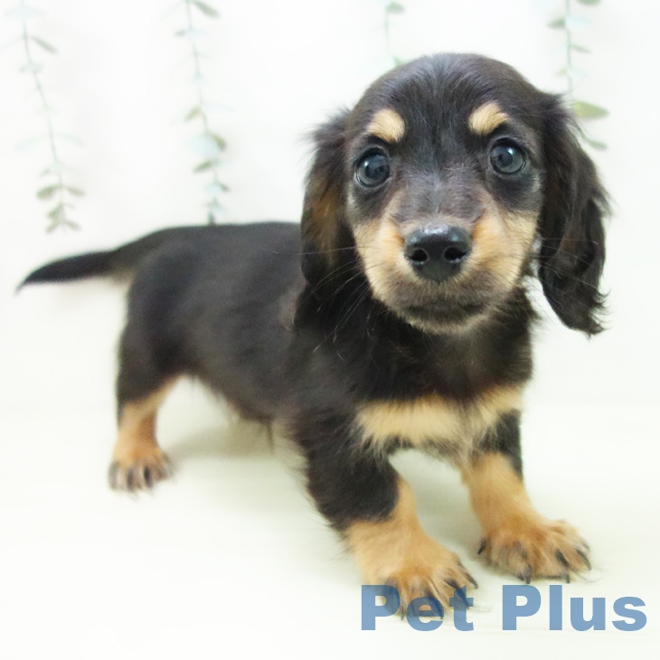 石川県のミニチュアダックスフンド(ロング) (ペットプラス 新小松店/2025年12月25日生まれ/男の子/ブラックタン)の子犬の1枚目の画像