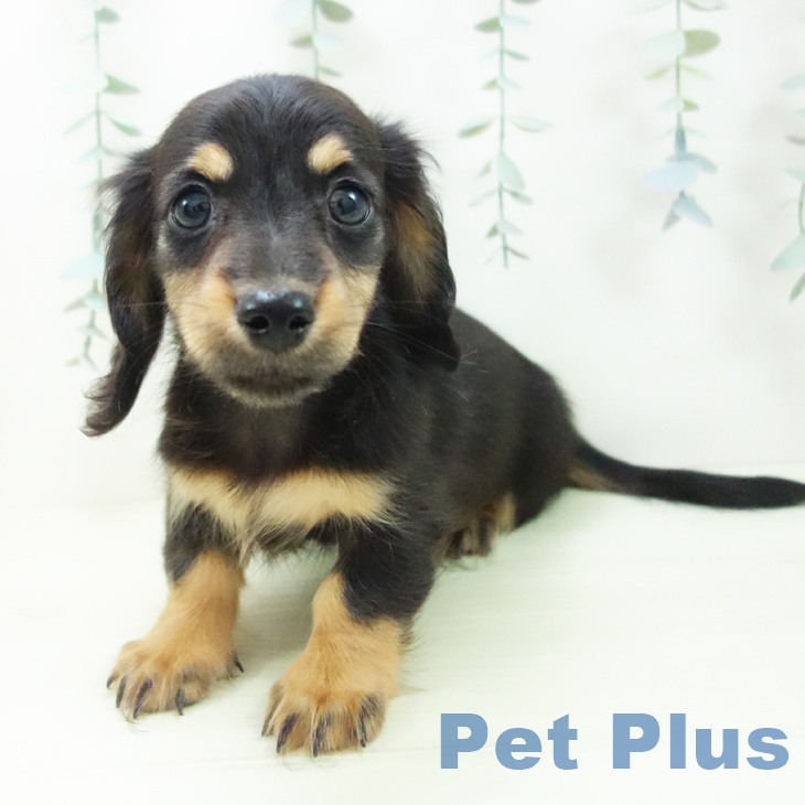 石川県のミニチュアダックスフンド(ロング) (ペットプラス 新小松店/2025年12月25日生まれ/男の子/ブラックタン)の子犬の2枚目の画像