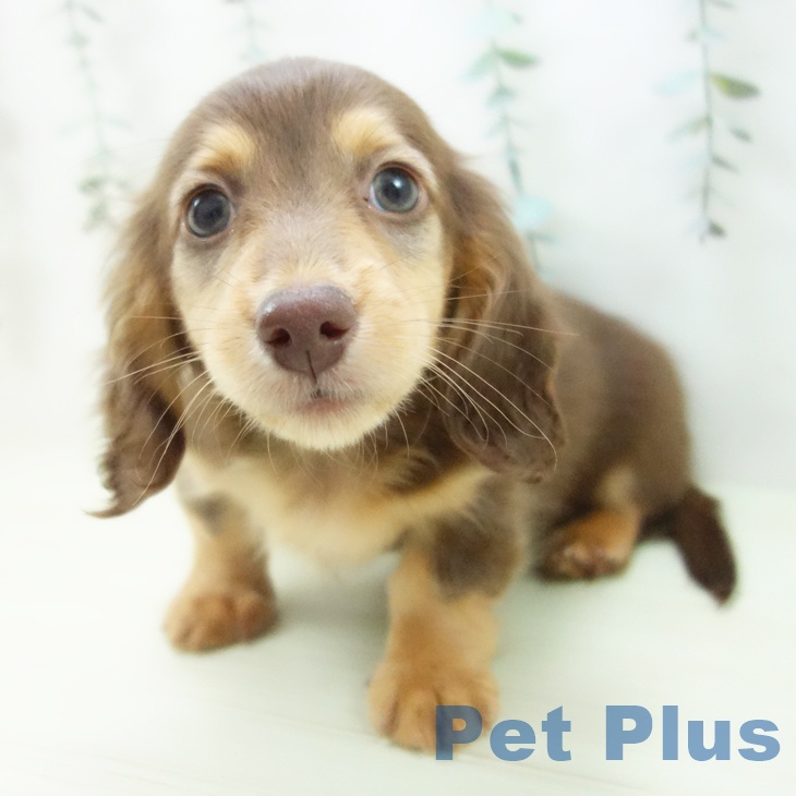 ミニチュア・ダックスフンド