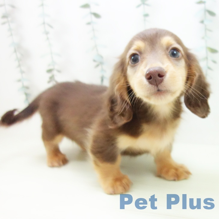 ミニチュア・ダックスフンドの写真2