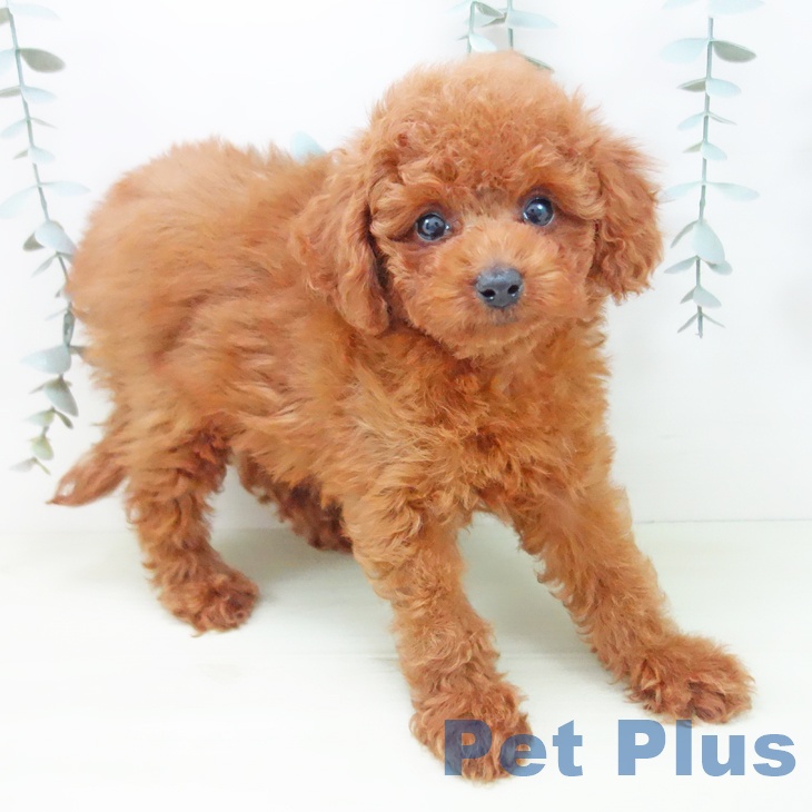 岐阜県のトイプードル(トイ) (ペットプラス 光ケ丘店/2025年12月21日生まれ/男の子/レッド)の子犬の2枚目の画像