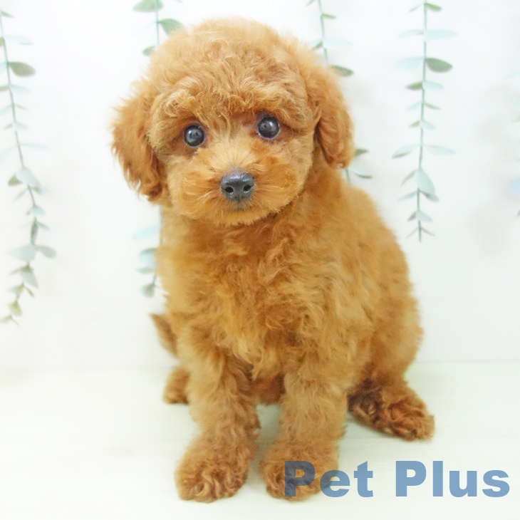 トイ・プードル