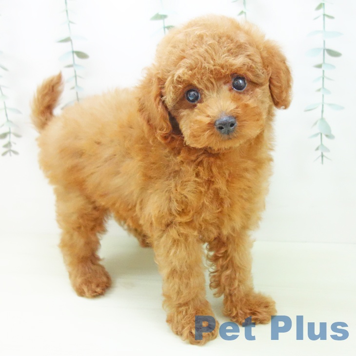 トイ・プードル