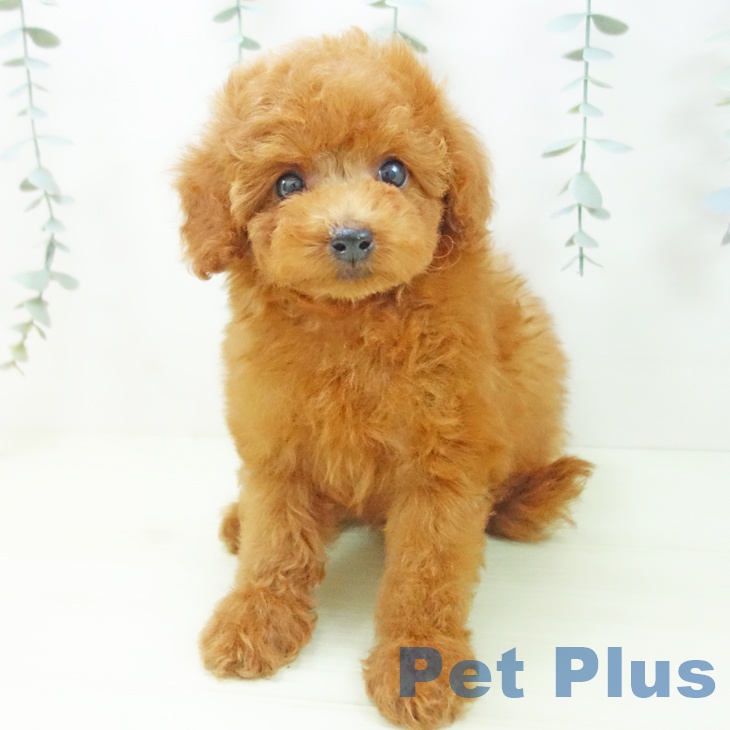 トイ・プードルの写真2