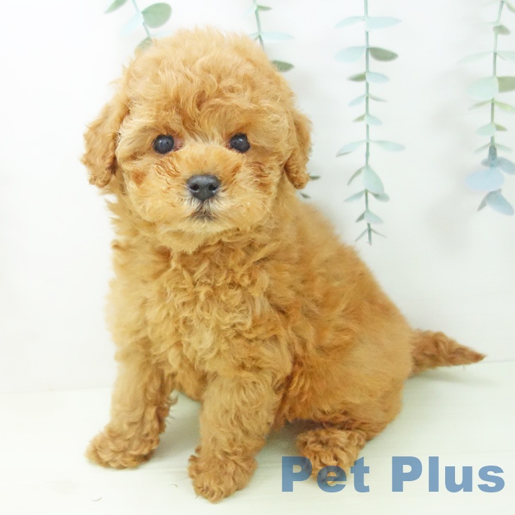 トイ・プードル