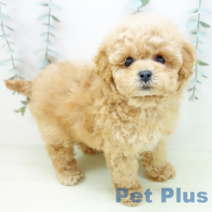 トイ・プードル