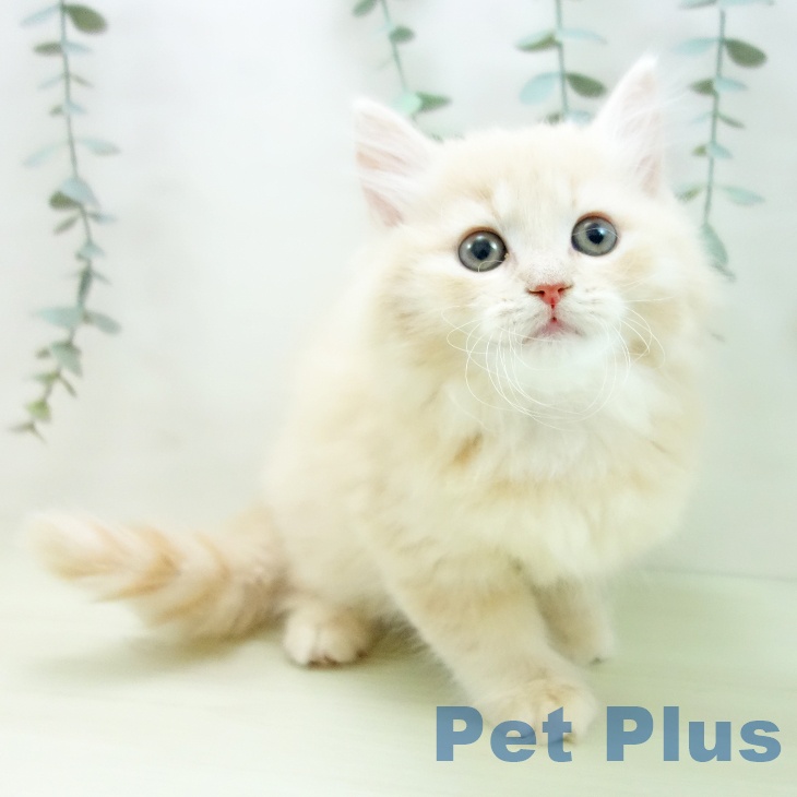 ミヌエットの写真2