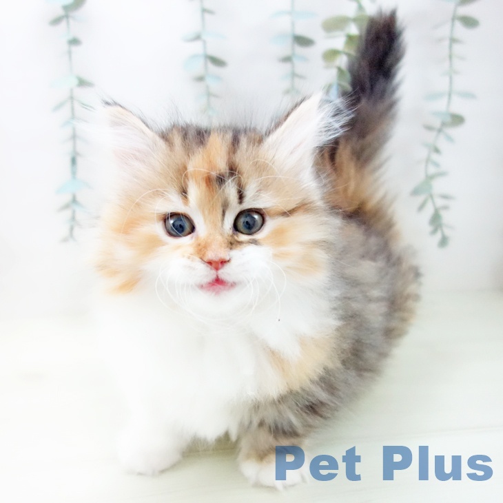 ミヌエットの写真2