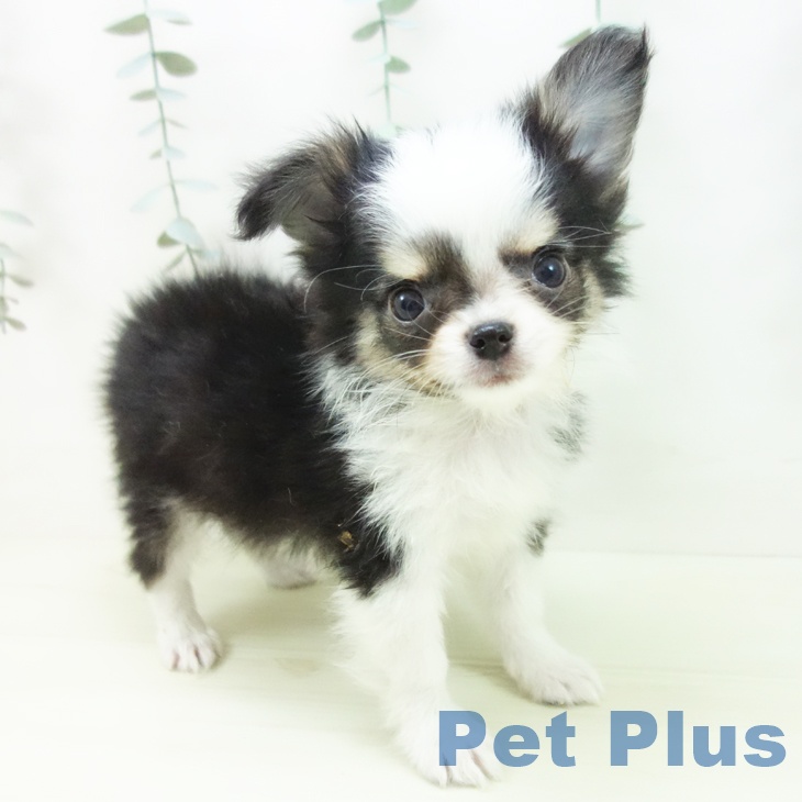 岐阜県のチワワ(ロング) (ペットプラス 各務原店/2025年12月19日生まれ/男の子/ブラックタンホワイト)の子犬の2枚目の画像