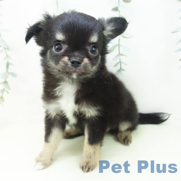 愛知県のチワワ(ロング) (ペットプラス イオンモール豊川店/2025年12月19日生まれ/女の子/ブラックタン)の子犬の1枚目の画像