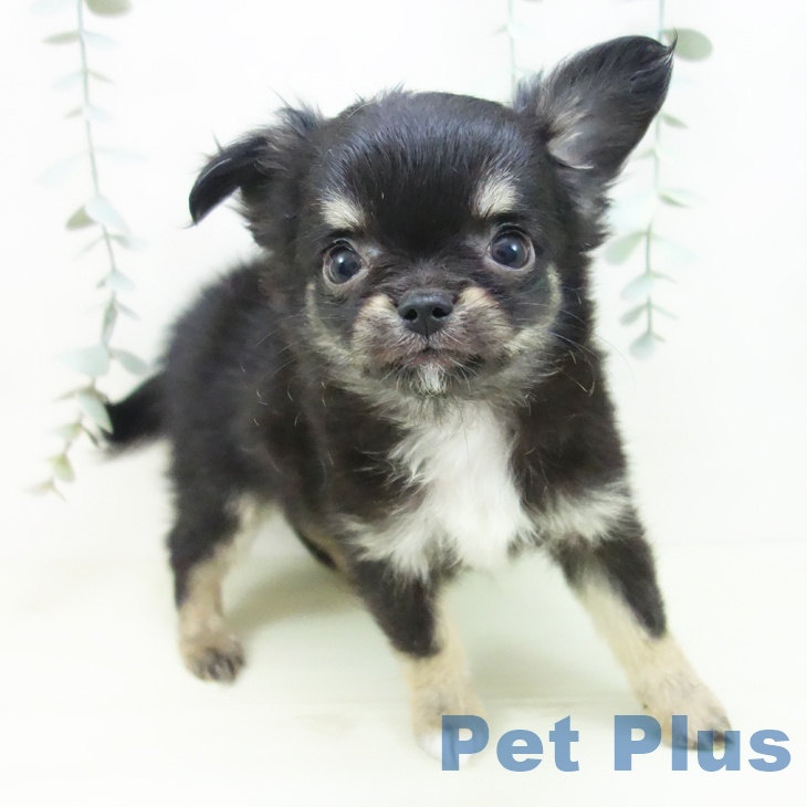愛知県のチワワ(ロング) (ペットプラス イオンモール豊川店/2025年12月19日生まれ/女の子/ブラックタン)の子犬の2枚目の画像