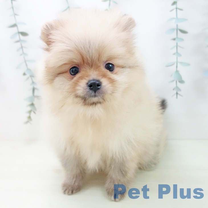 富山県のポメラニアン (ペットプラス 高岡店/2025年12月25日生まれ/女の子/オレンジ)の子犬の2枚目の画像