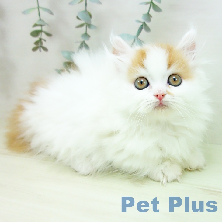 ミヌエットの写真2