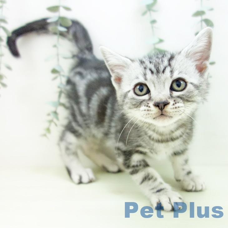 アメリカンショートヘア