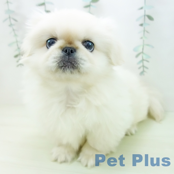 ペキニーズの写真2