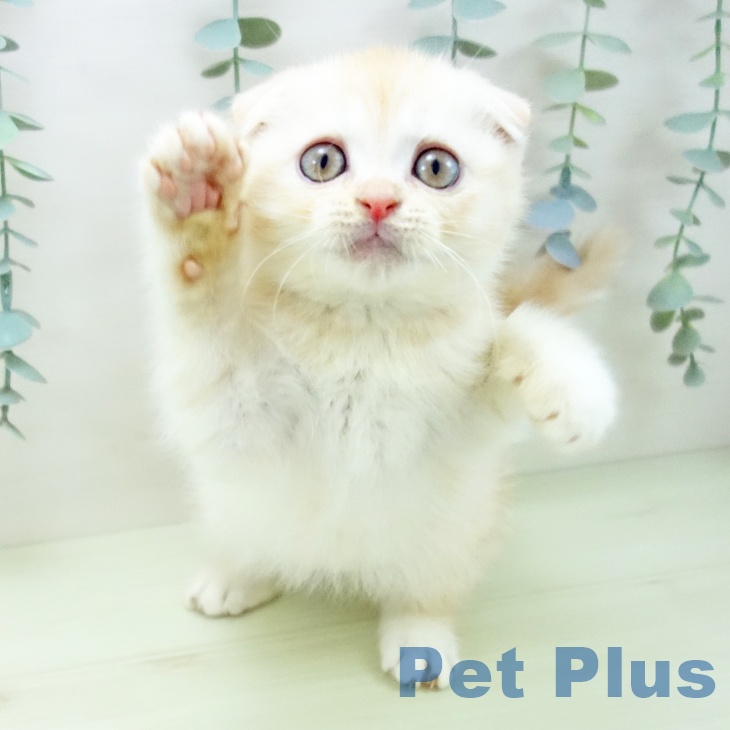 スコティッシュフォールド