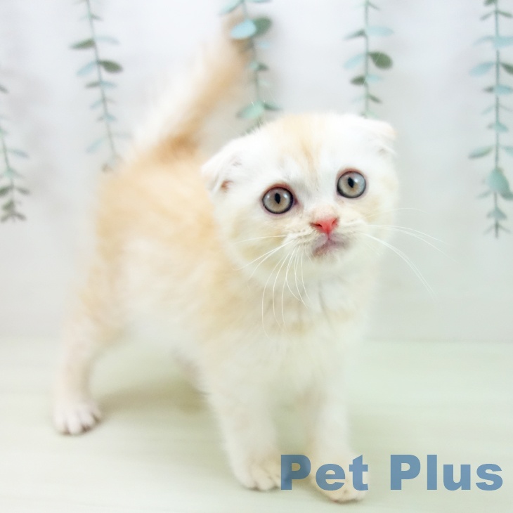 スコティッシュフォールド