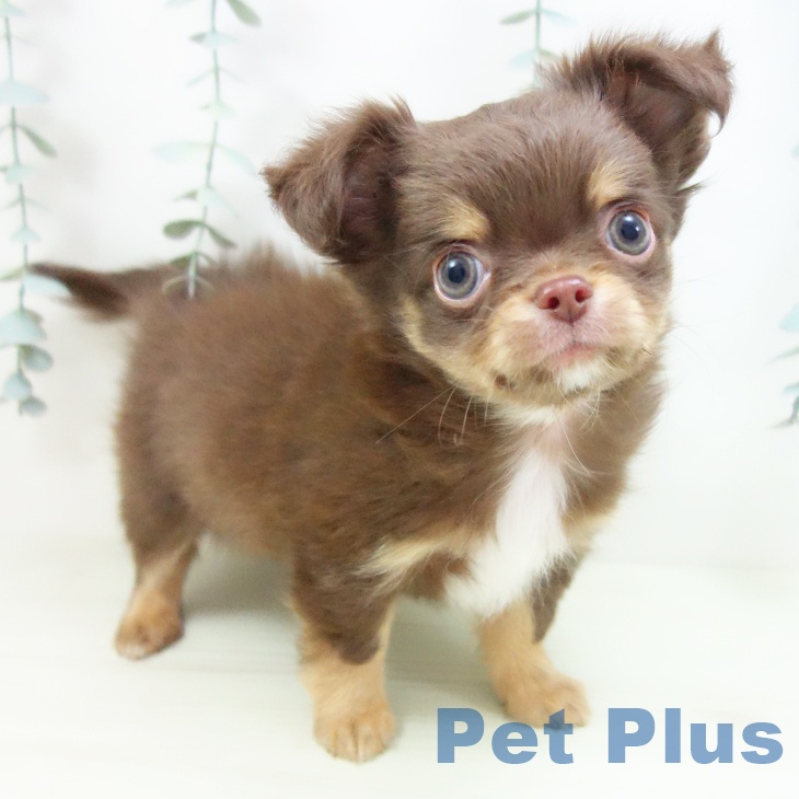 愛知県のチワワ(ロング) (ペットプラス イオンモール豊川店/2025年12月26日生まれ/男の子/チョコレートタン)の子犬の1枚目の画像