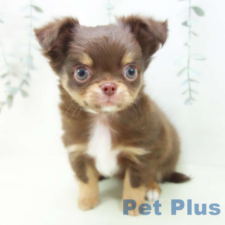 愛知県のチワワ(ロング) (ペットプラス イオンモール豊川店/2025年12月26日生まれ/男の子/チョコレートタン)の子犬の2枚目の画像