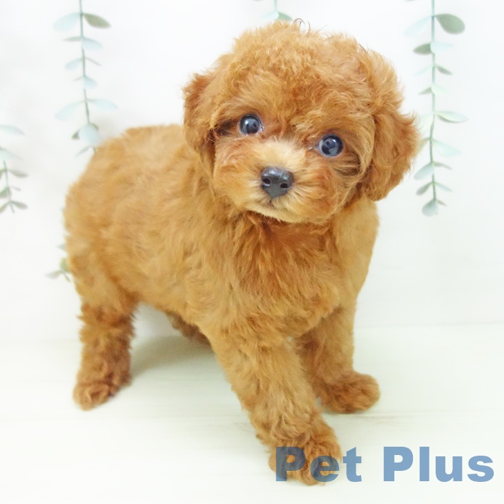 トイ・プードル