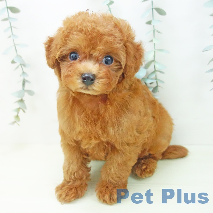 トイ・プードルの写真2