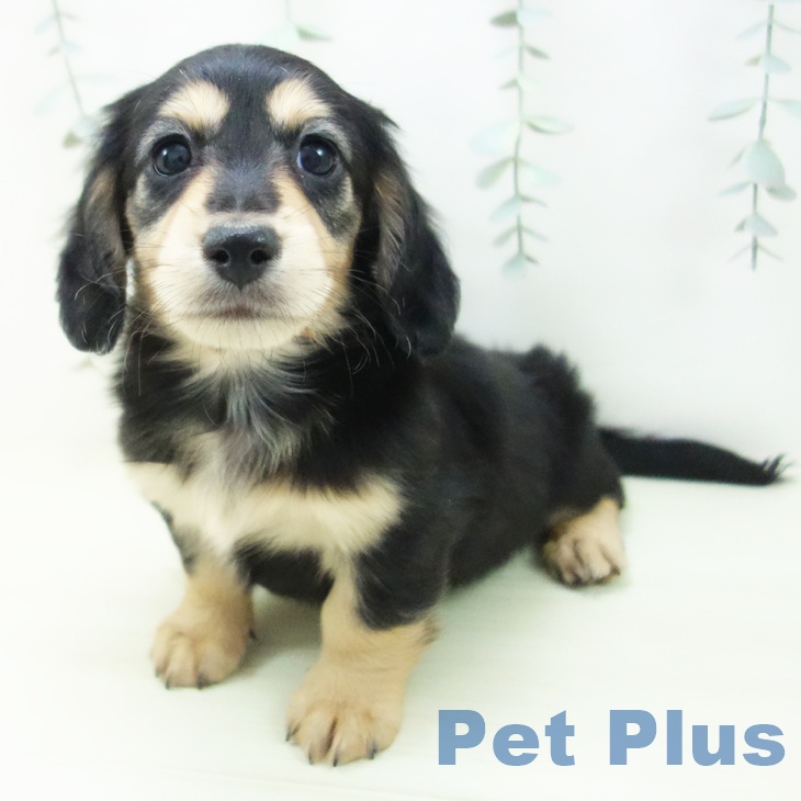 愛知県のミニチュアダックスフンド(ロング) (ペットプラス mozoワンダーシティ店/2025年12月25日生まれ/男の子/ブラックタン)の子犬の1枚目の画像