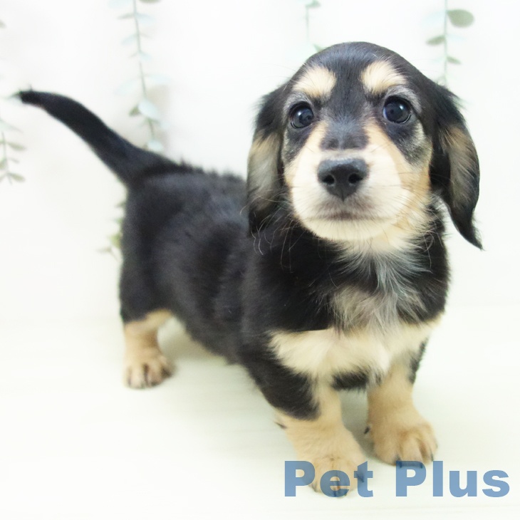 愛知県のミニチュアダックスフンド(ロング) (ペットプラス mozoワンダーシティ店/2025年12月25日生まれ/男の子/ブラックタン)の子犬の2枚目の画像