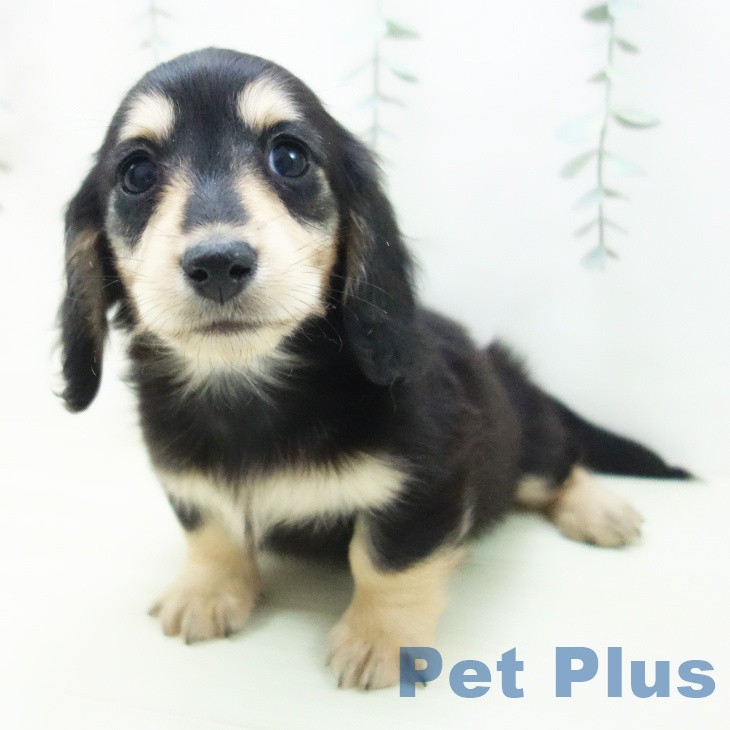 ミニチュア・ダックスフンドの写真2