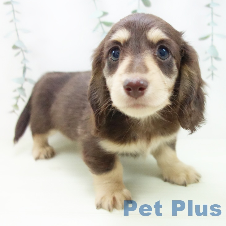 ミニチュア・ダックスフンド